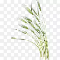 大麦小麦-空若网 大麦小麦-空若网