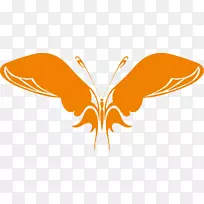 蝴蝶昆虫摄影.蝴蝶-空若网 蝴蝶昆虫摄影.蝴蝶-空若网