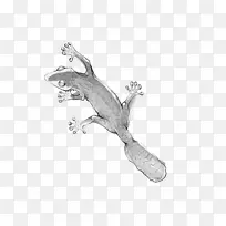 青蛙爬行动物身饰白尾蛙-空若网 青蛙爬行动物身饰白尾蛙-空若网