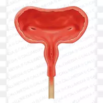 膀胱解剖膀胱癌排泄系统-膀胱-空若网 膀胱解剖膀胱癌排泄系统-膀胱-空若网