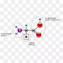 °±»ùËá°·µ°°×±û°±Ëá-¿ÕÈôÍø °±»ùËá°·µ°°×±û°±Ëá-¿ÕÈôÍø