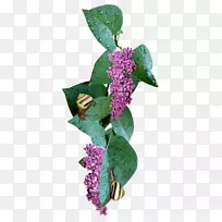 丁香博客档案-丁香-空若网 丁香博客档案-丁香-空若网