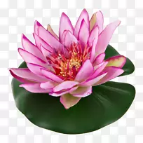 Nelumbo nuciferaˮ�ٺϻ�԰��-������