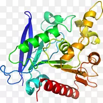 无脊椎动物身体珠宝线剪贴画线-空若网 无脊椎动物身体珠宝线剪贴画线-空若网