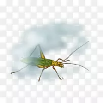 蝗虫艺术昆虫翅膀蟋蟀无线-蟋蟀类昆虫-空若网 蝗虫艺术昆虫翅膀蟋蟀无线-蟋蟀类昆虫-空若网