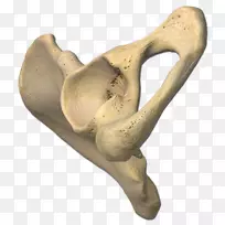 appsquiz����-������Ϸandroid-����-������