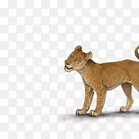 大猫陆生动物美洲狮野生动物-猫-空若网 大猫陆生动物美洲狮野生动物-猫-空若网