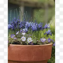 Terra Ceiaũ���򾥡�޹�²ݡ���Ĥ����԰��-������