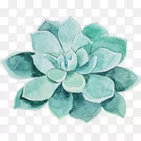 水彩画花肉质-空若网 水彩画花肉质-空若网