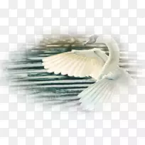 ���������չʾ�ֱ��ʰ����-������