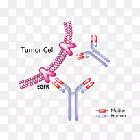 Trastuzumab emtansine HER 2/neu mertansine单克隆抗体-空若网 Trastuzumab emtansine HER 2/neu mertansine单克隆抗体-空若网