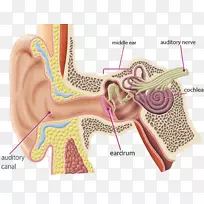 Ìý¾õÄÔ¶úÎÏÉñ¾Ìý¾õϵͳ-¶ú-¿ÕÈôÍø Ìý¾õÄÔ¶úÎÏÉñ¾Ìý¾õϵͳ-¶ú-¿ÕÈôÍø