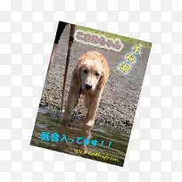 小狗宣传鼻子杂交-小狗-空若网 小狗宣传鼻子杂交-小狗-空若网