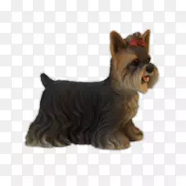 约克郡猎犬,苏格兰猎犬,凯恩猎犬,澳大利亚丝绸猎犬,诺维奇猎犬,约克郡猎犬-空若网 约克郡猎犬,苏格兰猎犬,凯恩猎犬,澳大利亚丝绸猎犬,诺维奇猎犬,约克郡猎犬-空若网