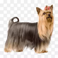 约克郡猎犬,澳大利亚丝毛猎犬,澳大利亚猎犬,诺维奇猎犬,小狮子,小狗-空若网 约克郡猎犬,澳大利亚丝毛猎犬,澳大利亚猎犬,诺维奇猎犬,小狮子,小狗-空若网