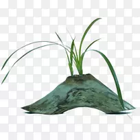 叶草树花盆科-叶-空若网 叶草树花盆科-叶-空若网