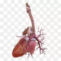 昆虫人体解剖颈昆虫-空若网 昆虫人体解剖颈昆虫-空若网