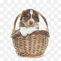 �Ĵ���������Ȯ�߾�����Ȯ��Ӣ������ȮС��Сè-�ɰ��Ĺ�-������