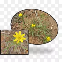 野花草坪草-空若网 野花草坪草-空若网