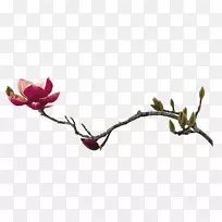 丽春清明花莲花-空若网 丽春清明花莲花-空若网