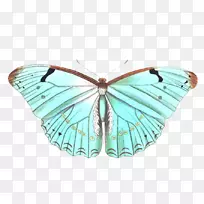 µÛÍõºûµûÀ¥³æÐÎ̬¶à붯ÎïÀ¶ºûµû-¿ÕÈôÍø µÛÍõºûµûÀ¥³æÐÎ̬¶à붯ÎïÀ¶ºûµû-¿ÕÈôÍø