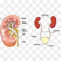 肾盏肾排泄系统肾盂尿腹-空若网 肾盏肾排泄系统肾盂尿腹-空若网