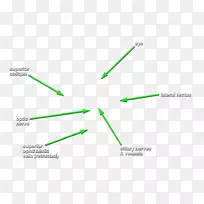 头颈解剖筛前动脉眼动脉滑车神经头颈-空若网 头颈解剖筛前动脉眼动脉滑车神经头颈-空若网