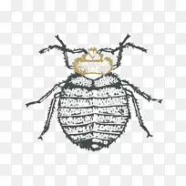 害虫防治蚊虫床虫-昆虫-空若网 害虫防治蚊虫床虫-昆虫-空若网