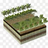 花盆树-空若网 花盆树-空若网