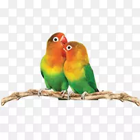 爱鸟黄领鹦鹉可爱鹦鹉装饰图案-空若网 爱鸟黄领鹦鹉可爱鹦鹉装饰图案-空若网