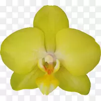 �ɶꡢ���ѡ��������ƻ�-������