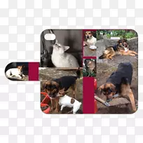 犬种小狗-空若网 犬种小狗-空若网