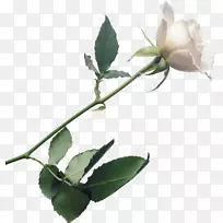 õ�廨��õ��-������