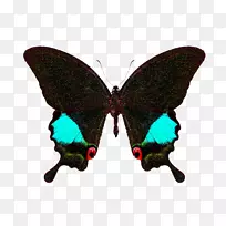 帕皮里奥卡娜石灰蝴蝶巴黎孔雀蝴蝶-空若网 帕皮里奥卡娜石灰蝴蝶巴黎孔雀蝴蝶-空若网