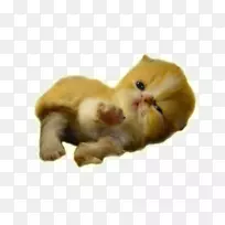 ���룬Сè��ëƤ�����ӣ�צ��-Сè-������