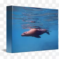 ��ʨ����ˮ�º��ຣ��-������