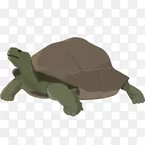 龟类动物设计-空若网 龟类动物设计-空若网