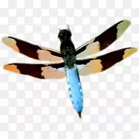 蜻蜓蝴蝶昆虫翅蜻蜓-空若网 蜻蜓蝴蝶昆虫翅蜻蜓-空若网