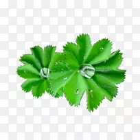 金缕梅提取物牛皮草速生植物-空若网 金缕梅提取物牛皮草速生植物-空若网