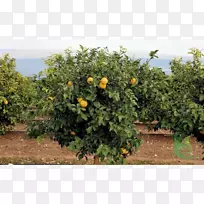 ��Լ����¬ˮ���������ѧ����-������