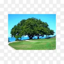 ¹ûÊ÷ÐÞ¼ô²¥ÖÖÊ÷-¿ÕÈôÍø ¹ûÊ÷ÐÞ¼ô²¥ÖÖÊ÷-¿ÕÈôÍø