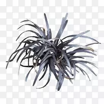 黑蒙豆草矮化百合花园多年生植物草-植物-空若网 黑蒙豆草矮化百合花园多年生植物草-植物-空若网