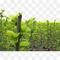 ��ɣҶ��ȡ��AliExpress-ɣ԰-������