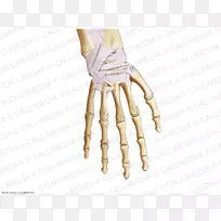 拇指手模型-手-空若网 拇指手模型-手-空若网