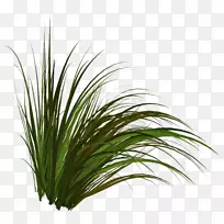 ��ƺ�ݱ�ֲ�������.����-������