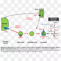 ֱ�ߵ���-������