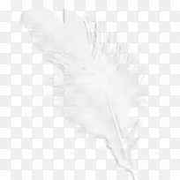 黑白羽毛翅膀图案-白色羽毛-空若网 黑白羽毛翅膀图案-白色羽毛-空若网