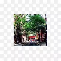 树镇-树-空若网 树镇-树-空若网