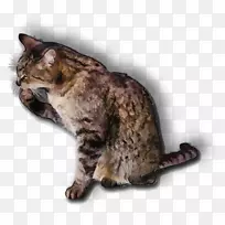 加利福尼亚的龙李在欧洲的速记手绘小猫上舔着玩具。-空若网 加利福尼亚的龙李在欧洲的速记手绘小猫上舔着玩具。-空若网