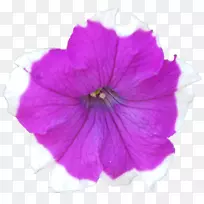 Belur数学dakshineswar sri sarada Devi纺织品pansy dar?ana-belur数学-空若网 Belur数学dakshineswar sri sarada Devi纺织品pansy dar?ana-belur数学-空若网